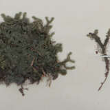 Umfangreiches Herbarium mit ca. 311 gesammelten un… - photo 4