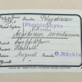 Umfangreiches Herbarium mit ca. 311 gesammelten un… - photo 5