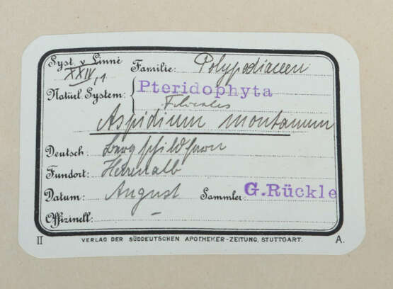 Umfangreiches Herbarium mit ca. 311 gesammelten un… - photo 5