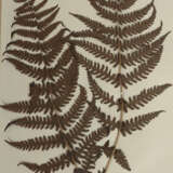 Umfangreiches Herbarium mit ca. 311 gesammelten un… - photo 6