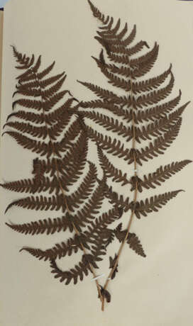 Umfangreiches Herbarium mit ca. 311 gesammelten un… - photo 6