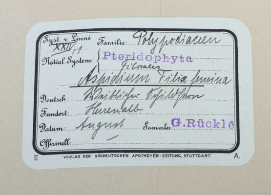 Umfangreiches Herbarium mit ca. 311 gesammelten un… - photo 7