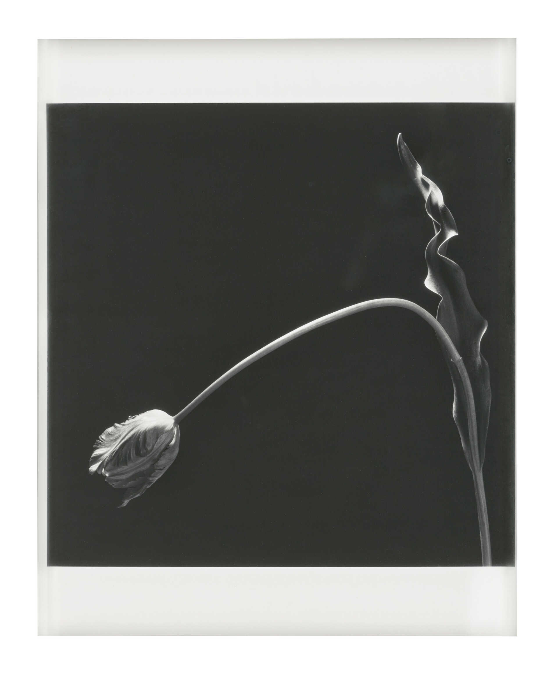 ROBERT MAPPLETHORPE (1946-1989)