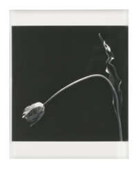 ROBERT MAPPLETHORPE (1946-1989)