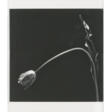 ROBERT MAPPLETHORPE (1946-1989) - Сейчас на аукционе