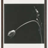 ROBERT MAPPLETHORPE (1946-1989) - photo 2