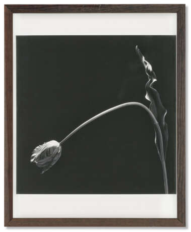 ROBERT MAPPLETHORPE (1946-1989) - photo 2