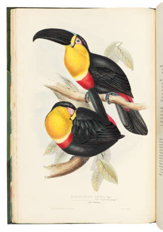 GOULD, John (1804-1881) - photo 2