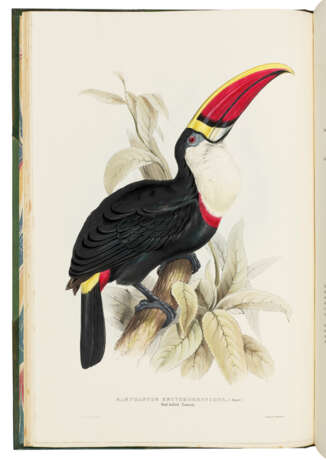 GOULD, John (1804-1881) - photo 3