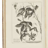 DODART, Dionys (1634-1707) - Foto 1