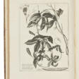 DODART, Dionys (1634-1707) - Auction prices
