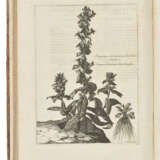 DODART, Dionys (1634-1707) - Foto 4