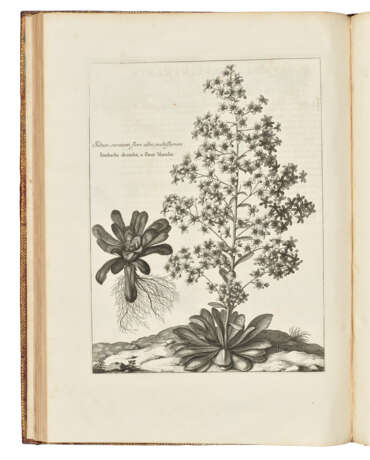 DODART, Dionys (1634-1707) - Foto 5