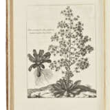 DODART, Dionys (1634-1707) - Foto 5