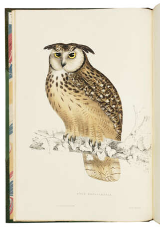 GOULD, John (1804-1881) and Nicholas Aylward VIGORS (1787-1840) - фото 2