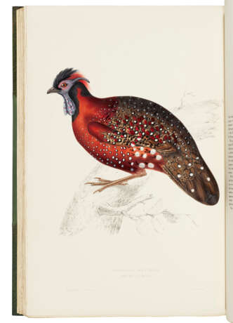 GOULD, John (1804-1881) and Nicholas Aylward VIGORS (1787-1840) - фото 5
