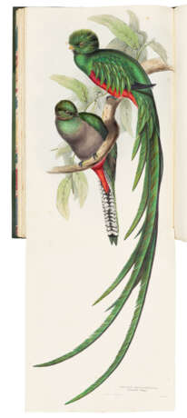 GOULD, John (1804-1881) - photo 2