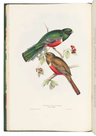 GOULD, John (1804-1881) - photo 3