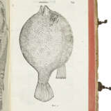 ALDROVANDI, Ulisse (1522-1605) - Foto 3