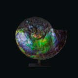 AN EXCEPTIONALLY VIBRANT IRIDESCENT AMMONITE - photo 1