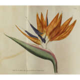 William Curtis, and follower. The Botanical Magazine - photo 5