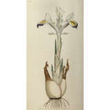 William Curtis, and follower. The Botanical Magazine - photo 6