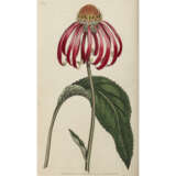 William Curtis, and follower. The Botanical Magazine - photo 7
