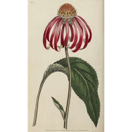 William Curtis, and follower. The Botanical Magazine - photo 7