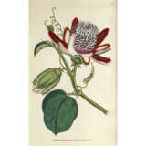 William Curtis, and follower. The Botanical Magazine - photo 8