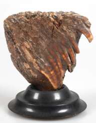 Stück eines Mammutzahns, H. 15 cm, auf rundem, schwarzem Holzsockel, Ges.-H. 18 cm