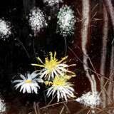 Mysterious Garden. Oil On Hardboard Amerikanischer Realismus Landschaftsmalerei Ukraine 2024 - Foto 2