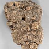 Dactyiliceras - Foto 1