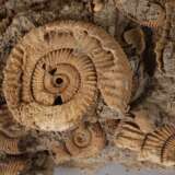 Dactyiliceras - Foto 3