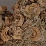 Dactyiliceras - Foto 4