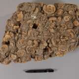 Dactyiliceras - Foto 5