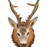 Jagdtrophäe - photo 1