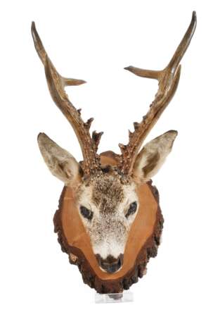 Jagdtrophäe - photo 1