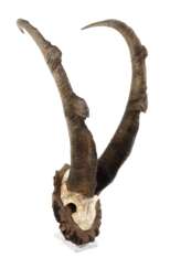 Jagdtrophäe