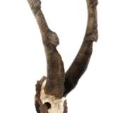 Jagdtrophäe - photo 1