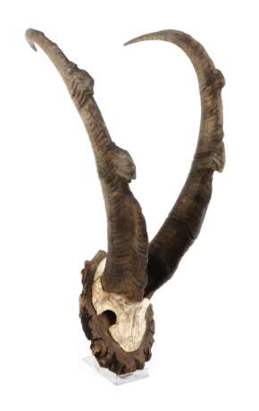 Jagdtrophäe - photo 1
