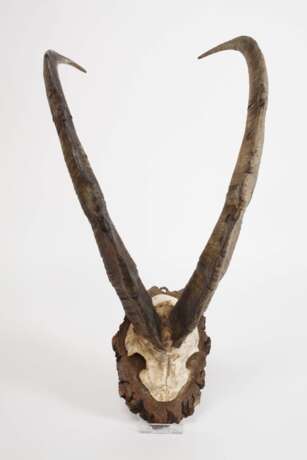 Jagdtrophäe - photo 2