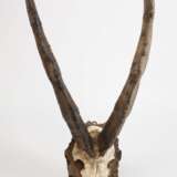 Jagdtrophäe - photo 2