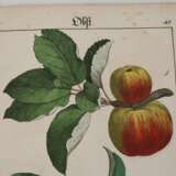 Bilder zum Anschauungs-Unterricht - photo 6