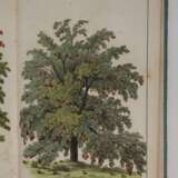 Bilder zum Anschauungs-Unterricht - photo 7
