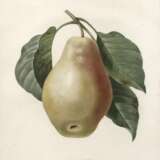 Pierre-Joseph Redouté, "Poire Tarquin" - photo 1