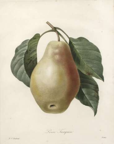 Pierre-Joseph Redouté, "Poire Tarquin" - photo 1