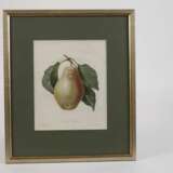 Pierre-Joseph Redouté, "Poire Tarquin" - photo 2
