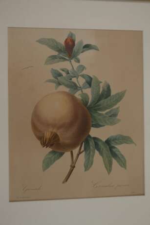 Pierre-Joseph Redouté, Konvolut Pflanzendarstellungen - Foto 4