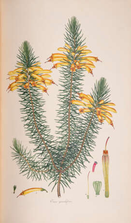 Andrews, Henry C. Coloured Engravings of Heath - фото 5