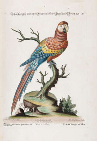 Seligmann, Johann Michael, Sammlung verschiedener ausländischer und seltener Vögel - photo 4